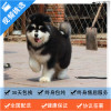 麦比佳 纯种巨型阿拉斯加幼犬活体宠物 熊版十字脸阿拉斯加雪橇犬 双血统烟灰色桃脸阿拉斯加幼崽 巨大型雪橇犬阿拉斯加犬F