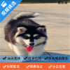 麦比佳 纯种巨型阿拉斯加幼犬活体宠物 熊版十字脸阿拉斯加雪橇犬 双血统烟灰色桃脸阿拉斯加幼崽 巨大型雪橇犬阿拉斯加犬22