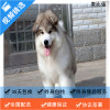 麦比佳 纯种巨型阿拉斯加幼犬活体宠物 熊版十字脸阿拉斯加雪橇犬 双血统烟灰色桃脸阿拉斯加幼崽 巨大型雪橇犬阿拉斯加犬34