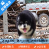 麦比佳 纯种巨型阿拉斯加幼犬活体宠物 熊版十字脸阿拉斯加雪橇犬 双血统烟灰色桃脸阿拉斯加幼崽 巨大型雪橇犬终身包纯种AA