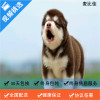 麦比佳 纯种巨型阿拉斯加幼犬活体宠物 熊版十字脸阿拉斯加雪橇犬 双血统烟灰色桃脸阿拉斯加幼崽 巨大型雪橇犬阿拉斯加犬红色
