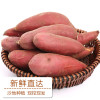 【兰考馆】红薯5斤 新鲜现挖 番薯 地瓜 沙土地 包邮