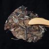 白茶福鼎白茶茶叶枣香老白茶7年贡眉老寿眉白牡丹散装礼盒装500g