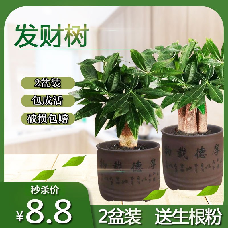 发财树盆栽室内客厅桌面绿植小盆景大发财树苗树吸甲醛植物 1盆发财树90#+厚德载物盆