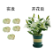 【叶卉美百合种球+盆+土】香水百合一代种球包发芽开花 【5个种球】