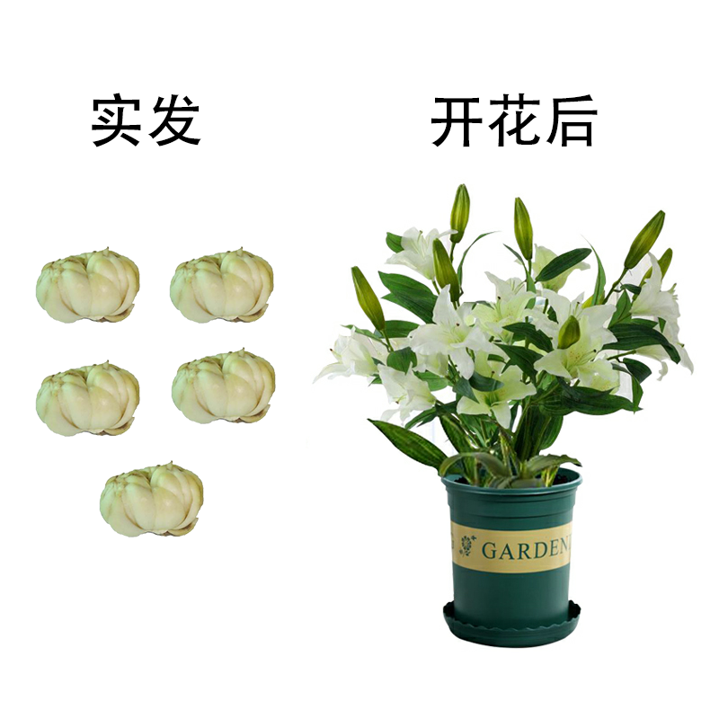 【叶卉美百合种球+盆+土】香水百合一代种球包发芽开花 【5个种球】