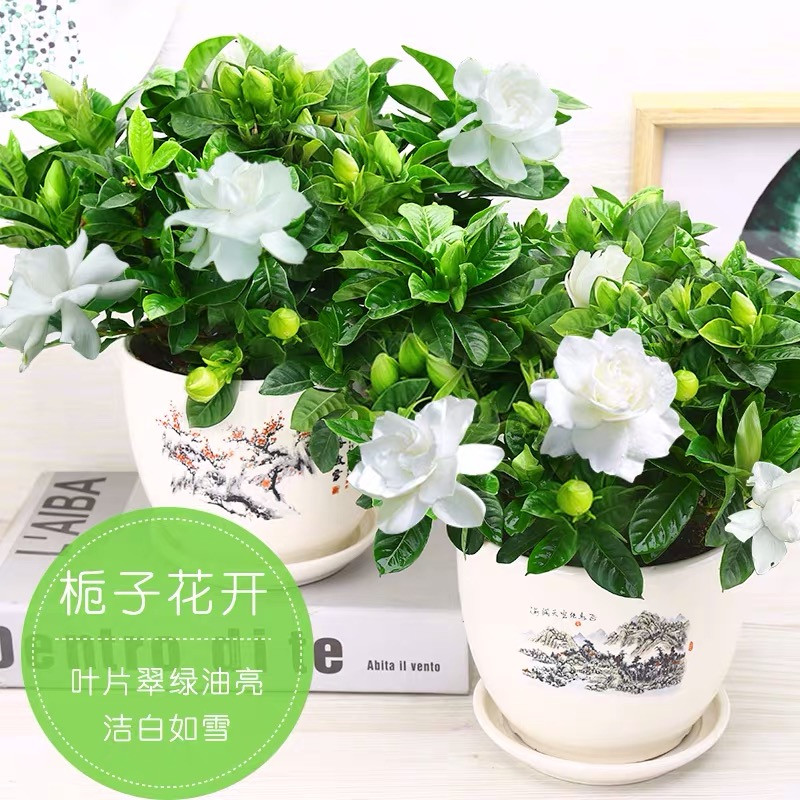 栀子花栀子花四季开花盆栽室内外盆景花卉观花植物除甲醛四季开花盆栽室内外盆景花卉观花.. 1盆栀子花+花纹陶瓷盆