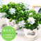 栀子花四季开花盆栽室内外盆景花卉观花植物除甲醛 2盆栀子花+2盆花纹陶瓷盆