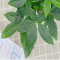 发财树盆栽室内客厅桌面绿植小盆景大发财树苗树吸甲醛植物 2棵发财树树苗（裸苗）