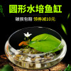 圆鱼缸小型桌面创意玻璃睡莲圆形水培植物金鱼缸一体水养家用造景_1 默认尺寸 大号一叶莲缸套餐【送雨花石】
