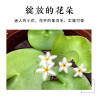 圆鱼缸小型桌面创意玻璃睡莲圆形水培植物金鱼缸一体水养家用造景_1 默认尺寸 小号一叶莲【不包含缸】