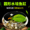 圆鱼缸小型桌面创意玻璃睡莲圆形水培植物金鱼缸一体水养家用造景_1 默认尺寸 中号一叶莲【不包含缸】