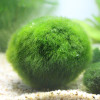 小鱼缸水族箱造景装饰真水种子植物前景懒人水藻球_1 默认尺寸 约3cm