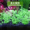 水泥专用沙鱼缸装饰肥料底砂种植土陶粒砂水族造景套餐10斤_2 默认尺寸 【3L】+开缸伴侣+基肥