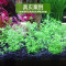 水泥专用沙鱼缸装饰肥料底砂种植土陶粒砂水族造景套餐10斤_2 默认尺寸 【9L】+开缸伴侣+基肥