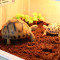 椰土蜘蛛乌龟过冬装备沙子角蛙专用泥用品冬天冬眠沙小房子恒温箱 默认尺寸 2斤
