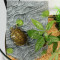 晒台巴西龟缸乌龟晒背台爬梯爬虫造景躲避洞爬坡台爬台石头用品_1 默认尺寸 中号树脂晒台
