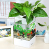 水培植物养鱼缸一体家用塑料创意懒人小型免换水桌面斗鱼专用客厅_1 默认尺寸 白色标配+绿藻球+氧气泵
