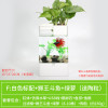 水培植物养鱼缸一体家用塑料创意懒人小型免换水桌面斗鱼专用客厅_1 默认尺寸 白色标配+绿萝+狮王斗鱼