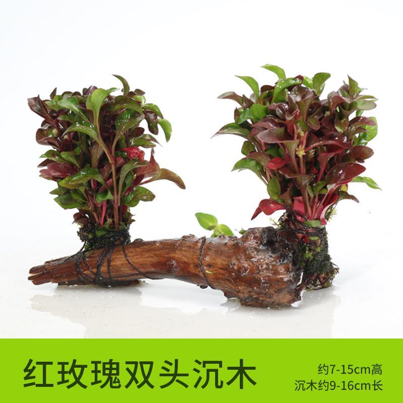 懒人水有茎类鱼缸装饰水榕沉木净化水质的水辣椒榕水族箱_2_159 默认尺寸 【双头】红玫瑰双头沉木