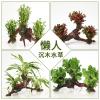 懒人水有茎类鱼缸装饰水榕沉木净化水质的水辣椒榕水族箱_2_159 默认尺寸 【六头】绿金钱六头沉木