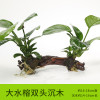 沉木水缸鱼缸装饰造景套餐小水榕类懒人新手真水椒植物_1 默认尺寸 大水榕双头沉木
