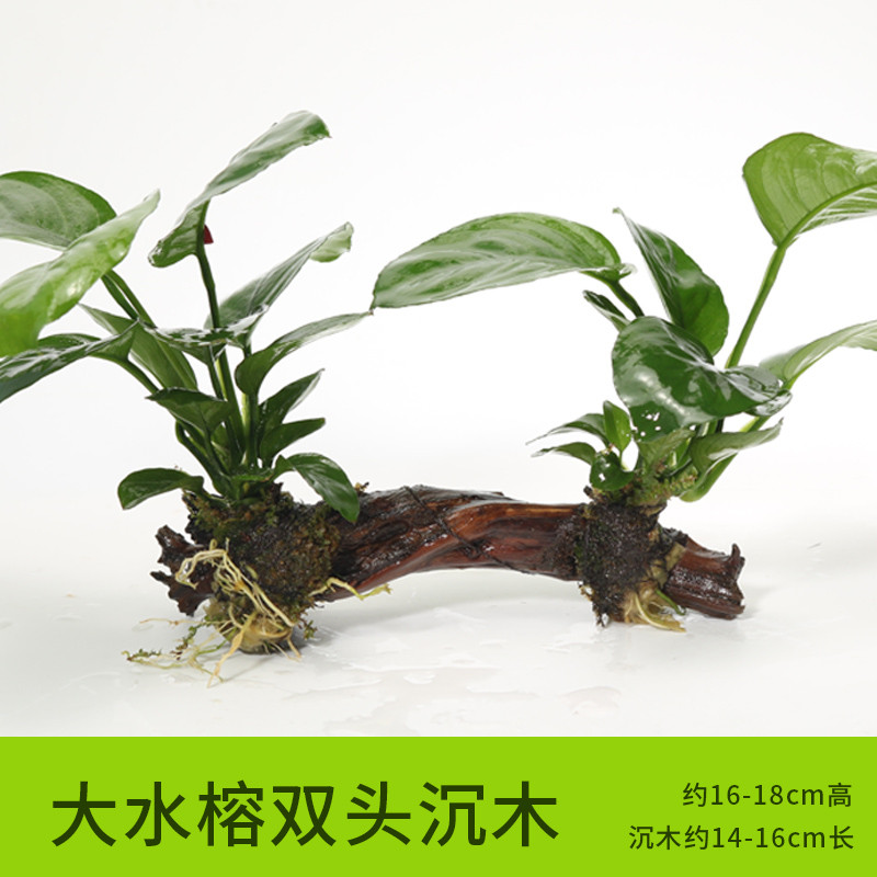 沉木水缸鱼缸装饰造景套餐小水榕类懒人新手真水椒植物_1 默认尺寸 大水榕双头沉木
