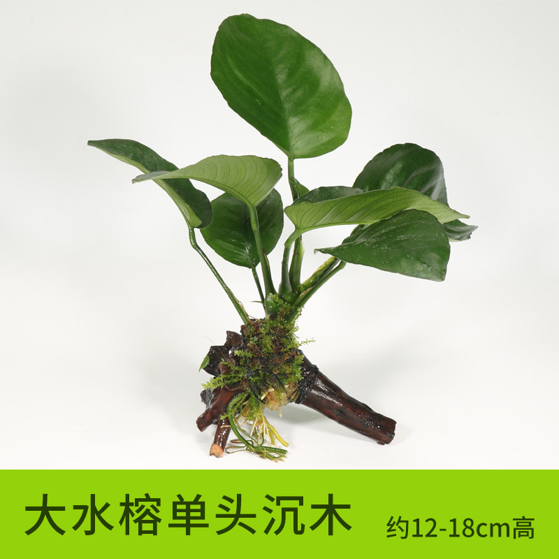 沉木水缸鱼缸装饰造景套餐小水榕类懒人新手真水椒植物_1 默认尺寸 【单头】大水榕单头沉木