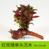 沉木水缸鱼缸装饰造景套餐小水榕类懒人新手真水椒植物_1 默认尺寸 【单头】红玫瑰单头沉木