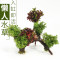 鱼缸装饰造景套餐真水沉木后景缸植物淡水小水榕养鱼懒人_1 默认尺寸 三头红松尾加红玫瑰
