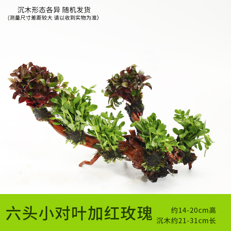 鱼缸装饰造景套餐真水沉木后景缸植物淡水小水榕养鱼懒人_1 默认尺寸 六头小对叶加红玫瑰