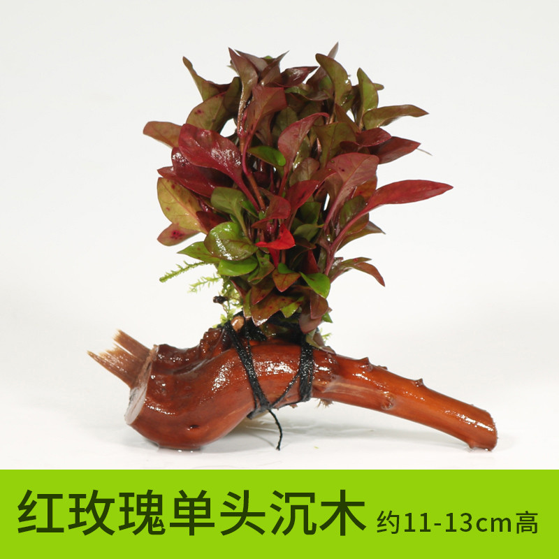 鱼缸造景水族箱装饰水金鱼藻沉木水淡水懒人水植物_1 默认尺寸 红玫瑰单头沉木
