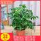 幸福树小富贵绿植小盆栽水培花卉植物办公室内盆景吸甲醛防辐射新品_412 基地塑料盆款(大)_带盆栽好