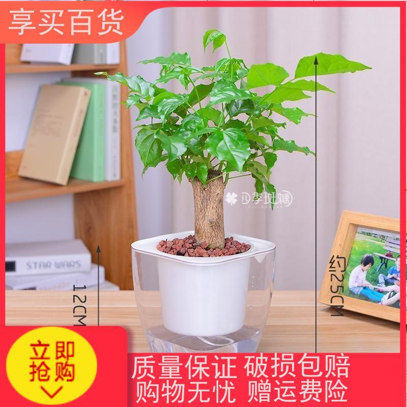 幸福树小富贵绿植小盆栽水培花卉植物办公室内盆景吸甲醛防辐射新品_412 单杆绿宝方形透明吸水盆_带盆栽好