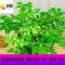 幸福树小富贵绿植小盆栽水培花卉植物办公室内盆景吸甲醛防辐射新品_412 单杆绿宝方形透明吸水盆_带盆栽好