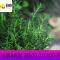迷迭香盆栽可食用香新鲜香盆栽西餐糕点烘焙香料四季常青植物新品_575 迷迭香（小）新款0.5加仑盆2盆_不含盆