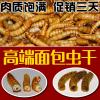 面包虫干粉虫仓鼠龟粮地图罗汉鱼粮龙鱼饲料鱼饲料冻干_616 默认尺寸 冻干面包虫3000ml，