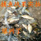 【优先发货】渔网粘网丝网三层沉网单层浮网挂子鱼网鲫鱼鲢鱼沾网白条网 三层70米长1.5米高6指沉