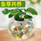 圆形鱼缸玻璃小号金鱼缸迷你圆形创意水族箱生态桌面绿植水培缸_1 默认尺寸 特大号鱼缸（拍一送5）