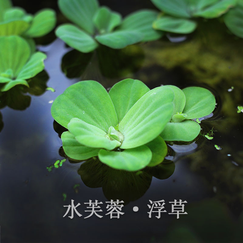 红铁普系列 水芙蓉苗水浮莲水培植物水生植物水养池塘鱼缸造景养殖家居园艺用品绿植裸根不带土水 芙蓉3 4个叶子100株 裸根不带土 图片 高清实拍图 苏宁易购