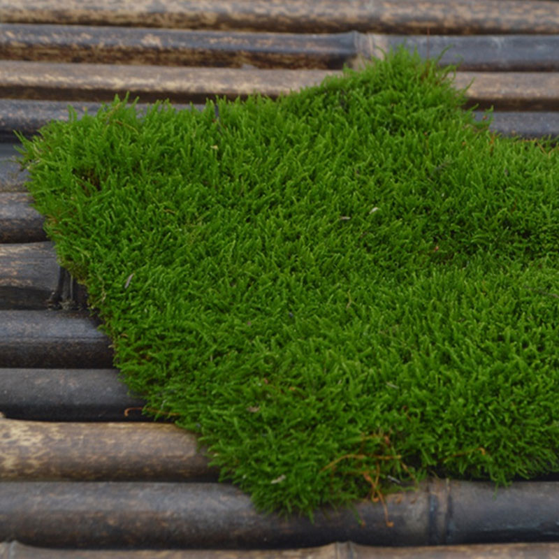 小灰藓15cm*9cm*3盒_523