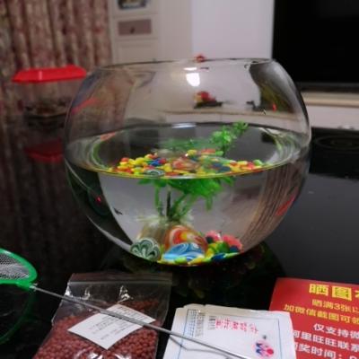 圆形鱼缸玻璃小号水族世界金鱼缸迷你创意水族箱法耐FANAI淡水缸 中号鱼缸 鱼缸晒单图