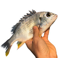 沈志雄 东山岛海鲜海钓黄翅鱼黄鳍鲷黄脚立 袋装 2-4条/1000g