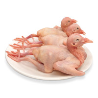 温氏 供港乳鸽 750g/3只 鸽子肉土鸽子卤鸽子烤鸽子 供港高品质 烧烤食材卤味零食卤煮食材乳鸽汤食材