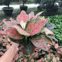 凡缘 绿植 白色螺纹盆