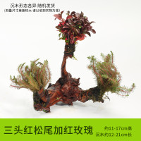 鱼缸装饰造景套餐真水沉木后景缸植物淡水小水榕养鱼懒人_1 默认尺寸 三头红松尾加红玫瑰