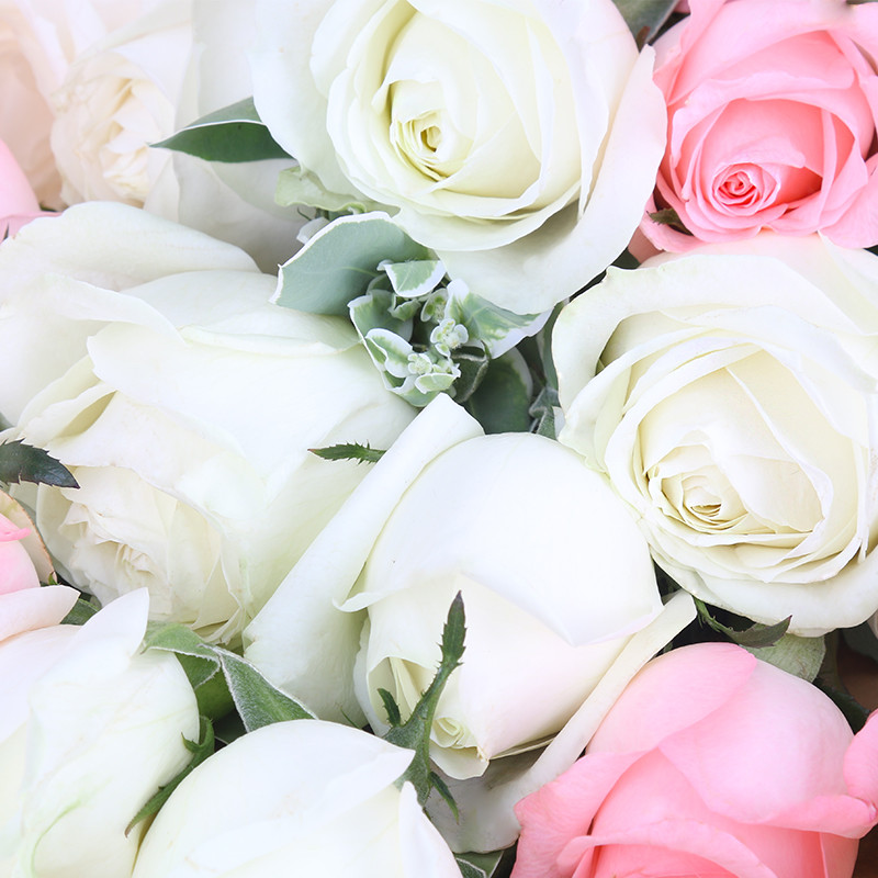 春舞枝19枝粉白玫瑰全国北京上海广州深圳杭州配送同城鲜花速递