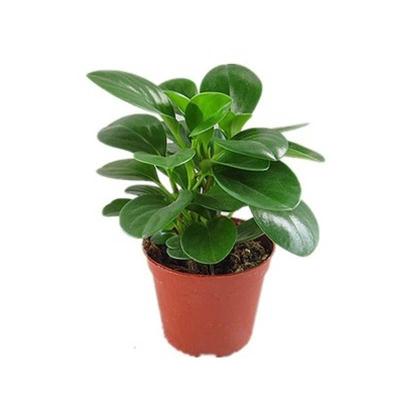 津沽园艺豆瓣绿青叶碧玉小家碧玉观叶植物办公室盆栽室内花卉原盆土1盆