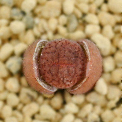 多肉植物赤阳玉 生石花屁屁花屁股花 新奇植物桌面小肉肉( 单株苗,不