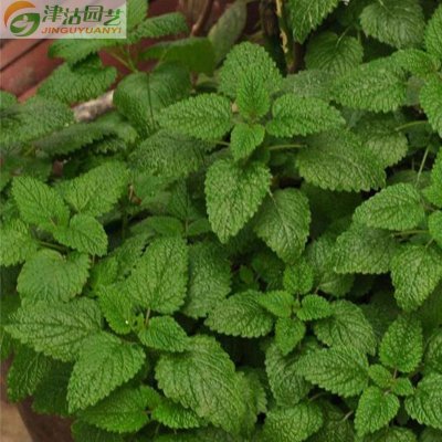 津沽园艺花卉种子香草种子柠檬香蜂草种子吸毒草蜜蜂花种子